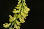 Indian sweetclover